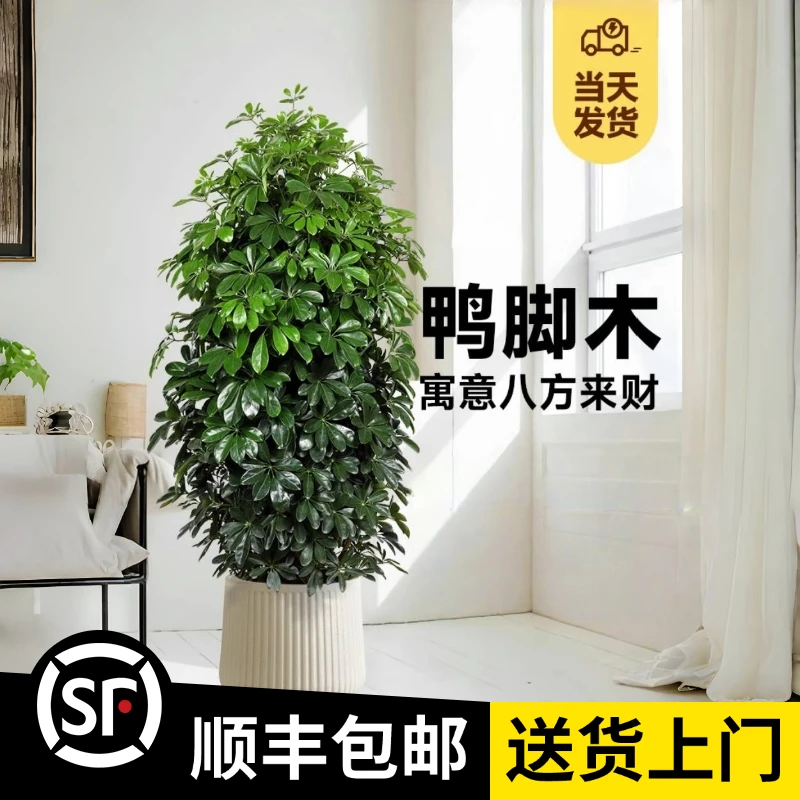 1.1-1.3米【从生鸭脚木】茂密（顺丰包邮）客厅绿植八方来财鸭掌木