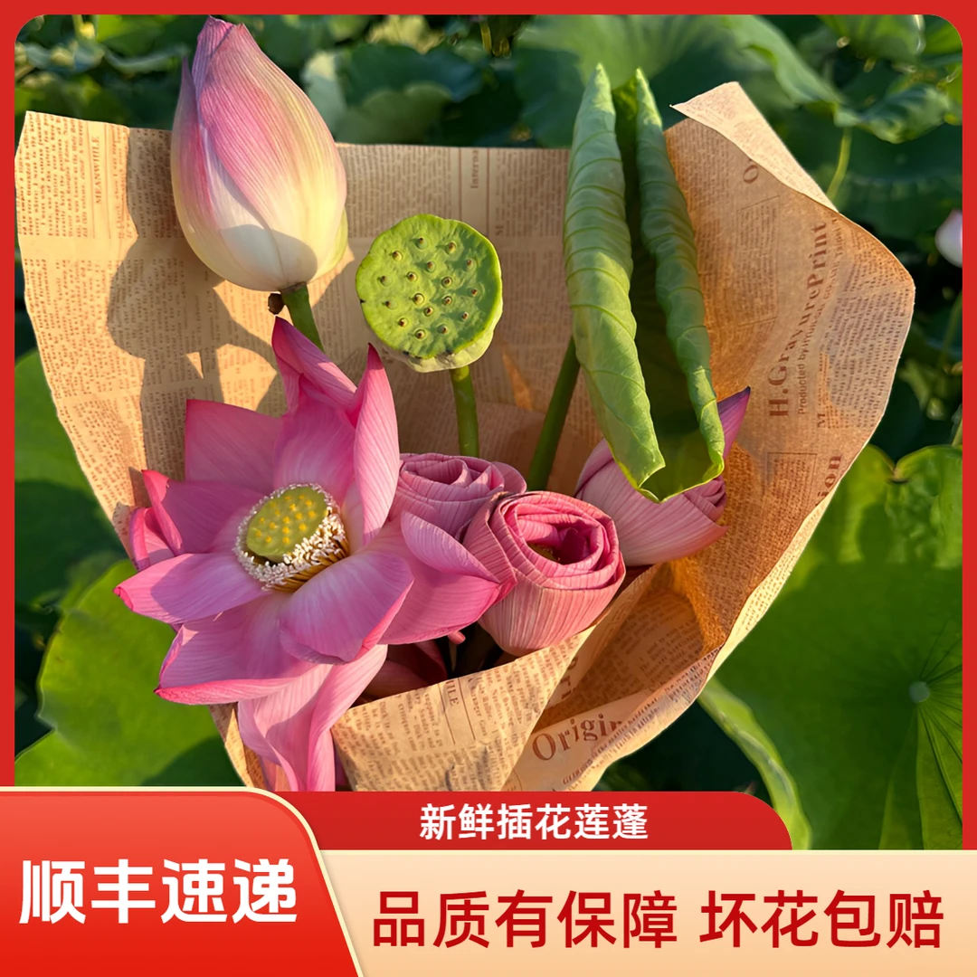 【顺丰速递】新鲜荷花带杆真荷花插花莲蓬包花束送人必备！