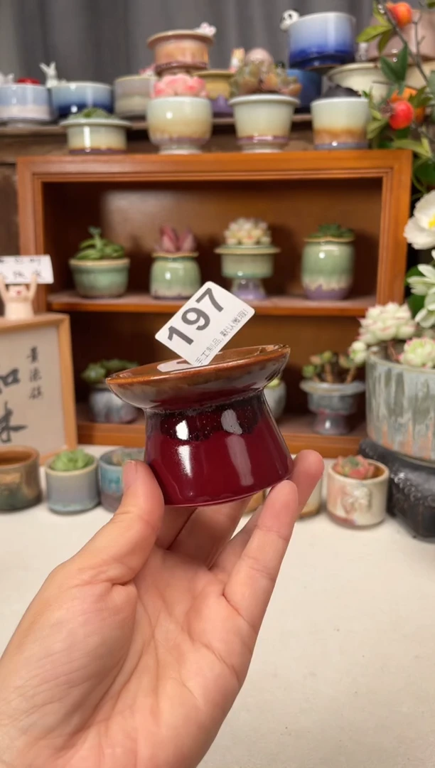 瓷片197知木小芳花盆直播编号