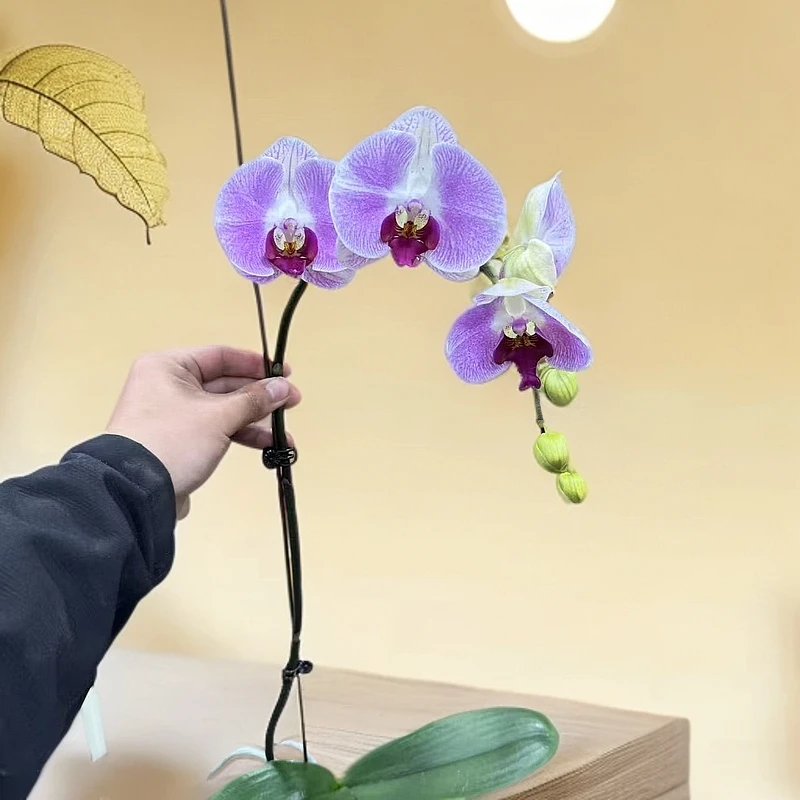 【胖胖】仙桃~蝴蝶兰带花带花苞