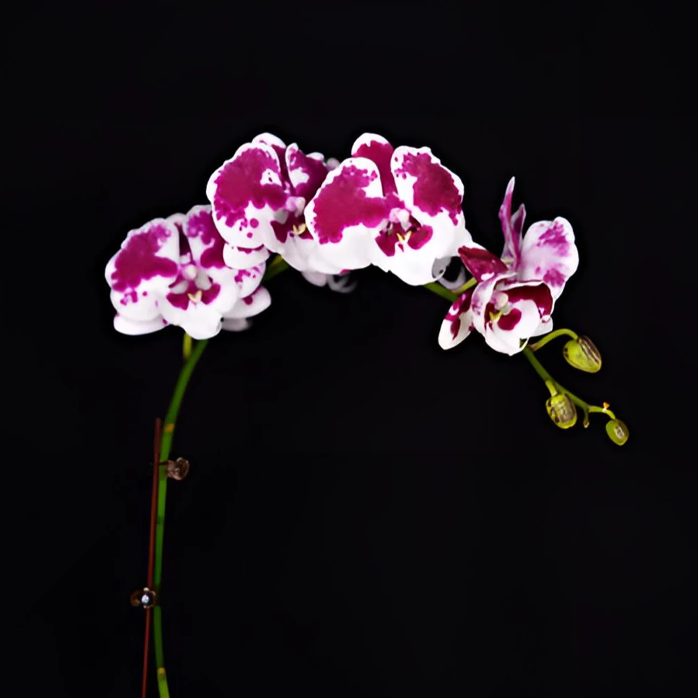 A花遇兰蝴蝶兰2.8寸【一千零一夜】带花带花苞开花株发货.