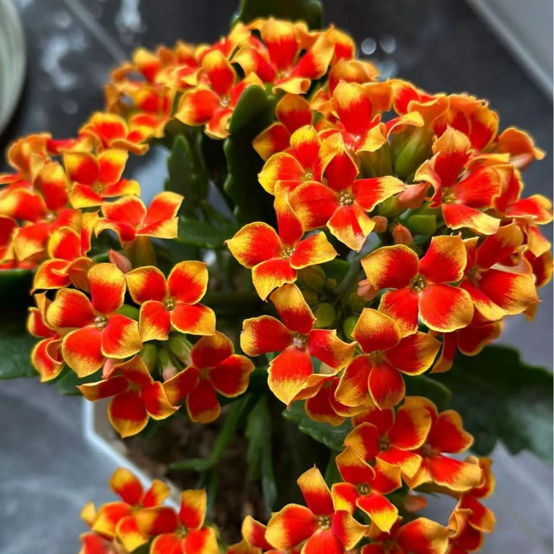 罗比橙【120盆】单瓣长寿花带花苞美观鲜花盆栽室内阳台好养懒人花