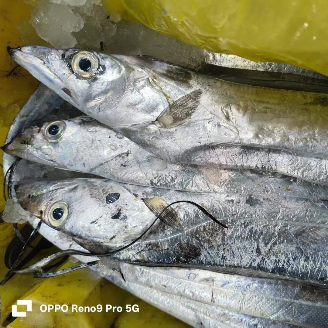 【鲜速达】新鲜海捕带鱼 （当天海鲜时价。不退差价）