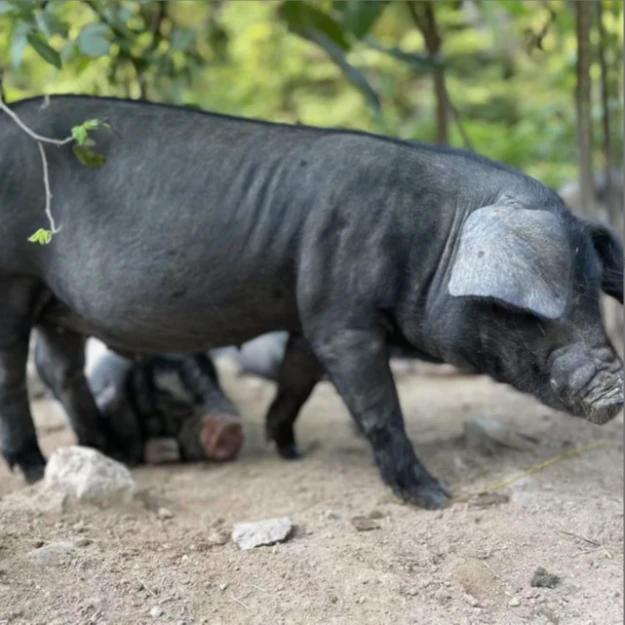 【现场称重】幺妹农家粮食喂养黑毛土猪顺丰包邮