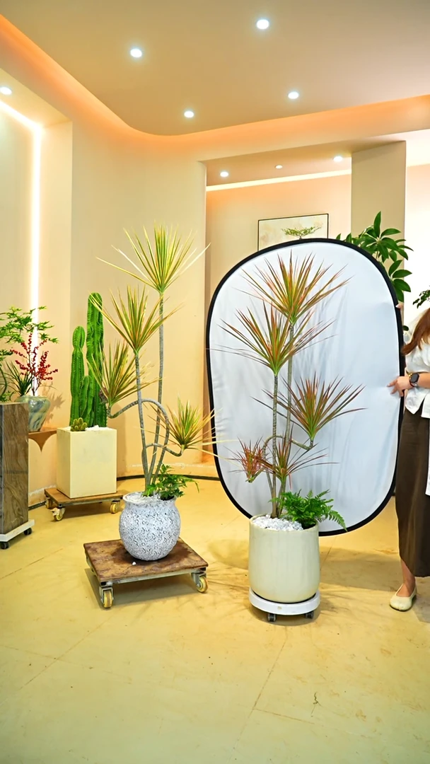 完全开放R**a一物一拍落地款千年木