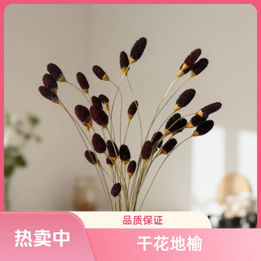 地榆永生干花搭配爆款花束高级百搭INS风花艺布置好物