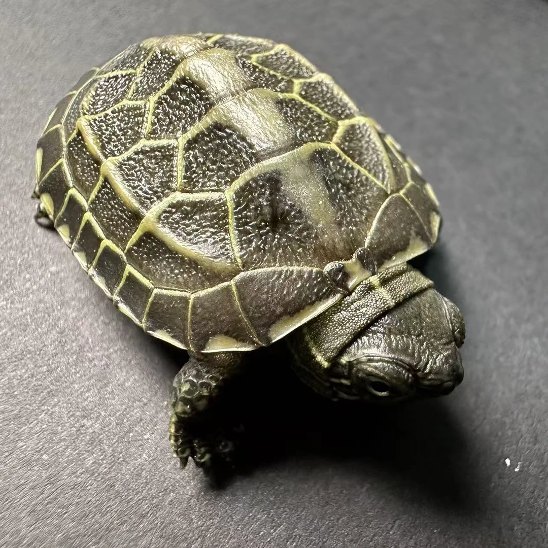 首播福利  苏北金线草 买二送三