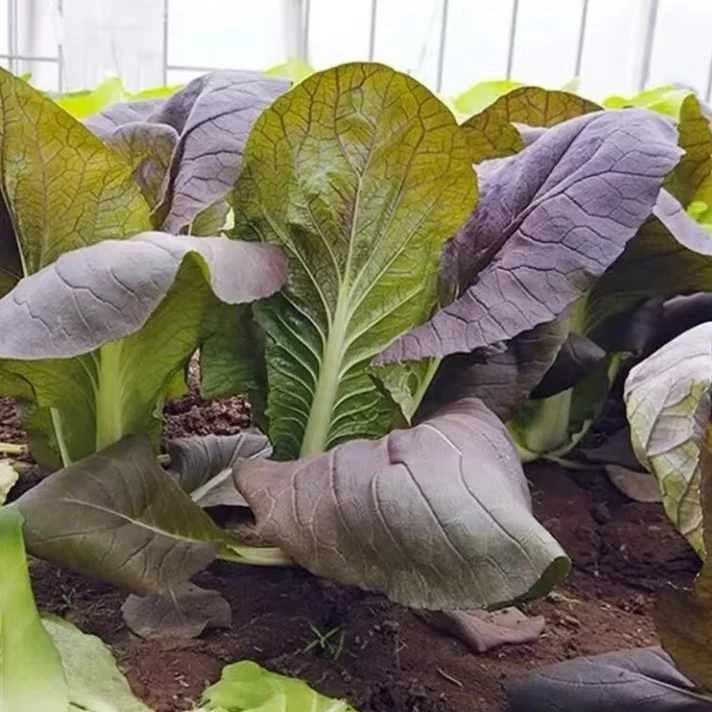 【满5包包邮】紫色快菜种子紫红色奶油小白菜四季种植青菜种籽大全