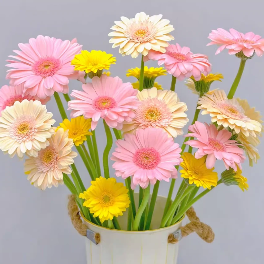 非洲菊鲜扶郎花插花鲜花太阳居家鲜切花客厅基地批发全国直发包邮