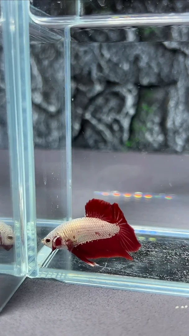 斗鱼竞拍链接A030