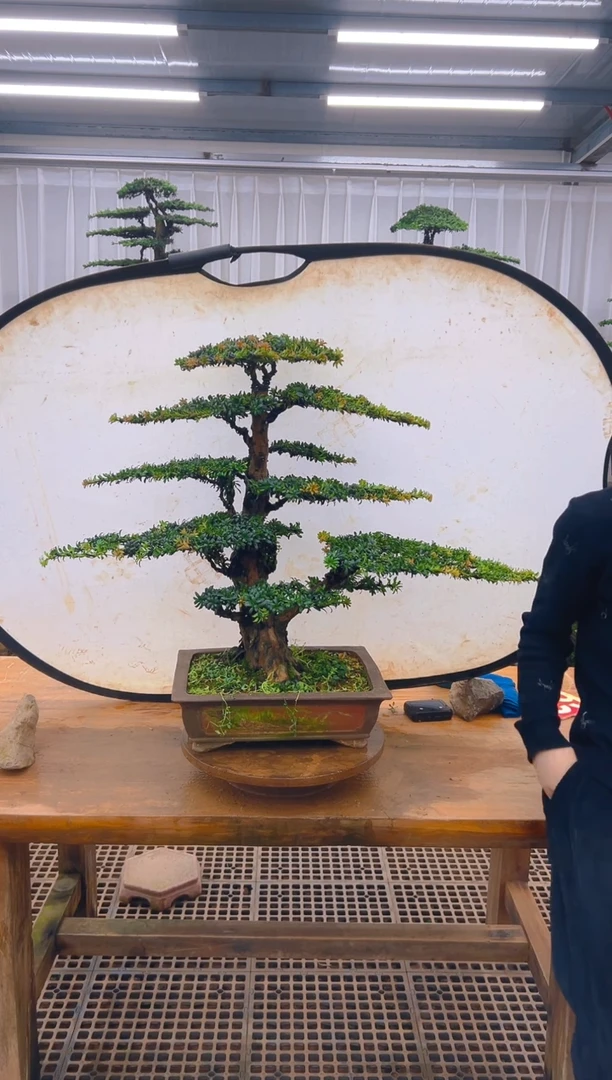 无花朵E****）精品盆景直播间一物一拍