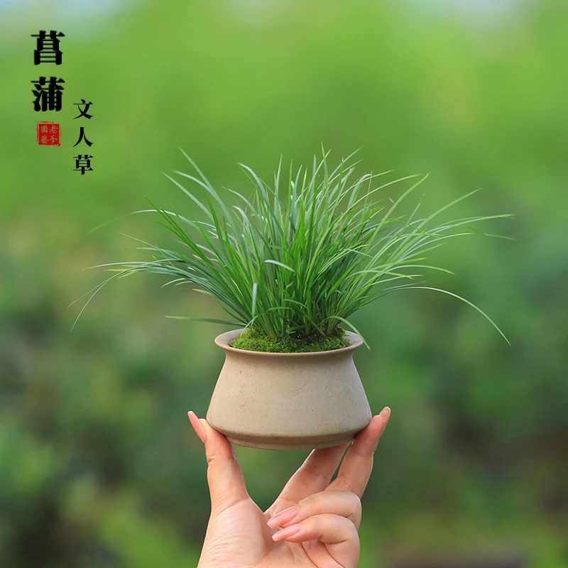 书房桌面茶室观叶常青盆栽菖蒲植物好养耐阴绿植