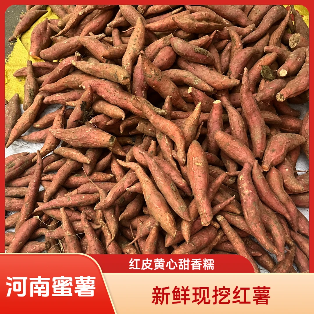 河南新鲜现挖西瓜红蜜薯黄心红薯马山蜜薯口感香甜软糯蒸煮烤皆可