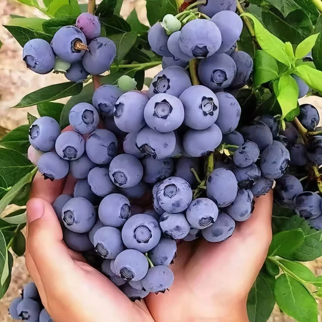 F6蓝莓 精品 全甜无酸 盆栽地栽阳台天台 小菜园适合种植喜阳喜水