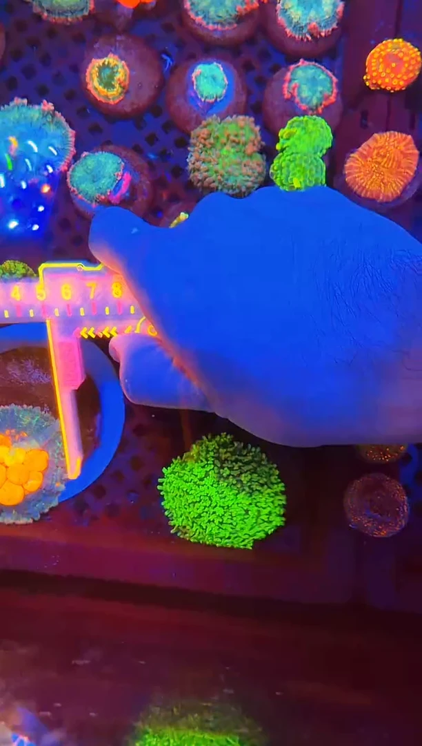 纽扣珊瑚繁**盡你好包邮