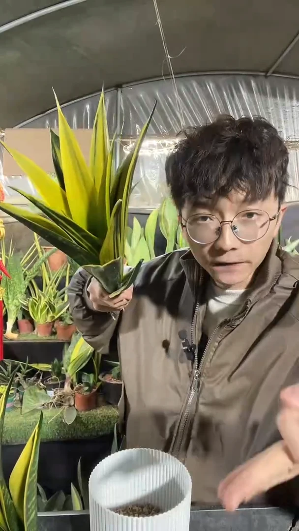 9叶片起火焰黄金兰裸根17.8