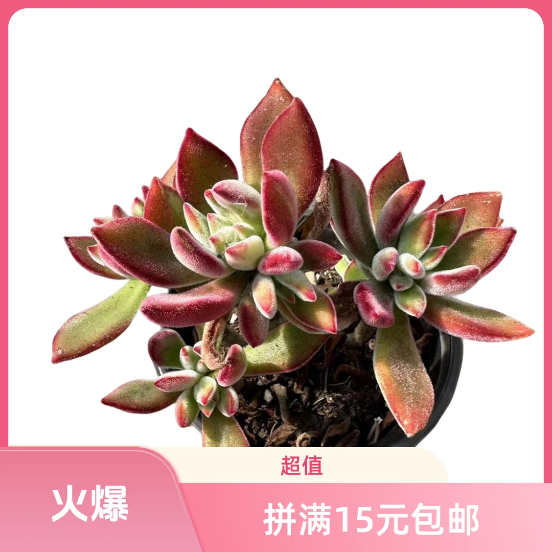 红兔耳满15元包邮多肉植物星花怒放阳台露台 办公室 绿植植物