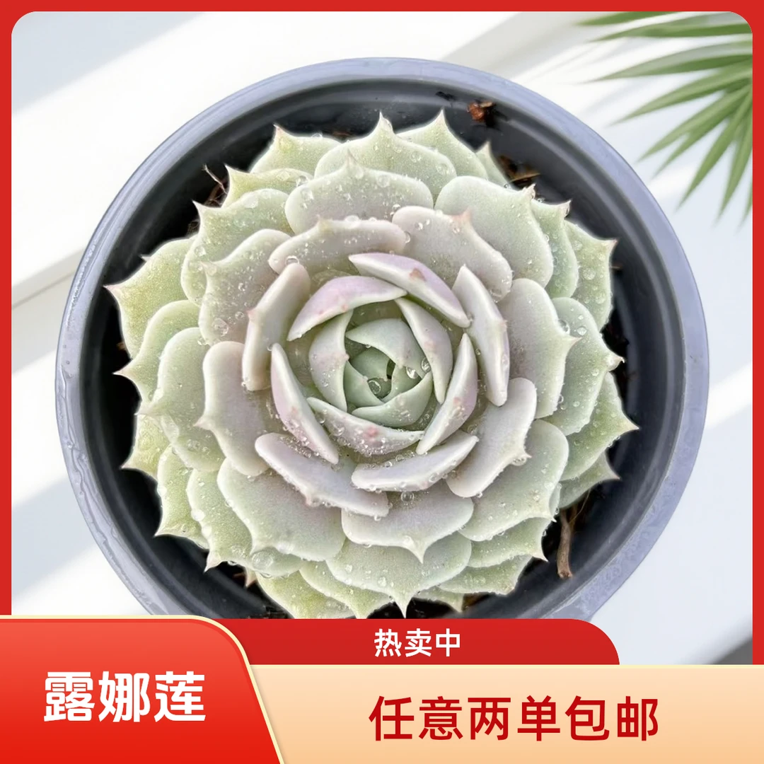单头露娜莲紫色多肉 带盆土（任意两单包邮）