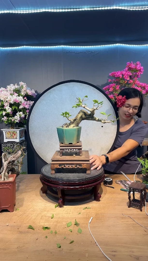 以****师三角梅小叶紫