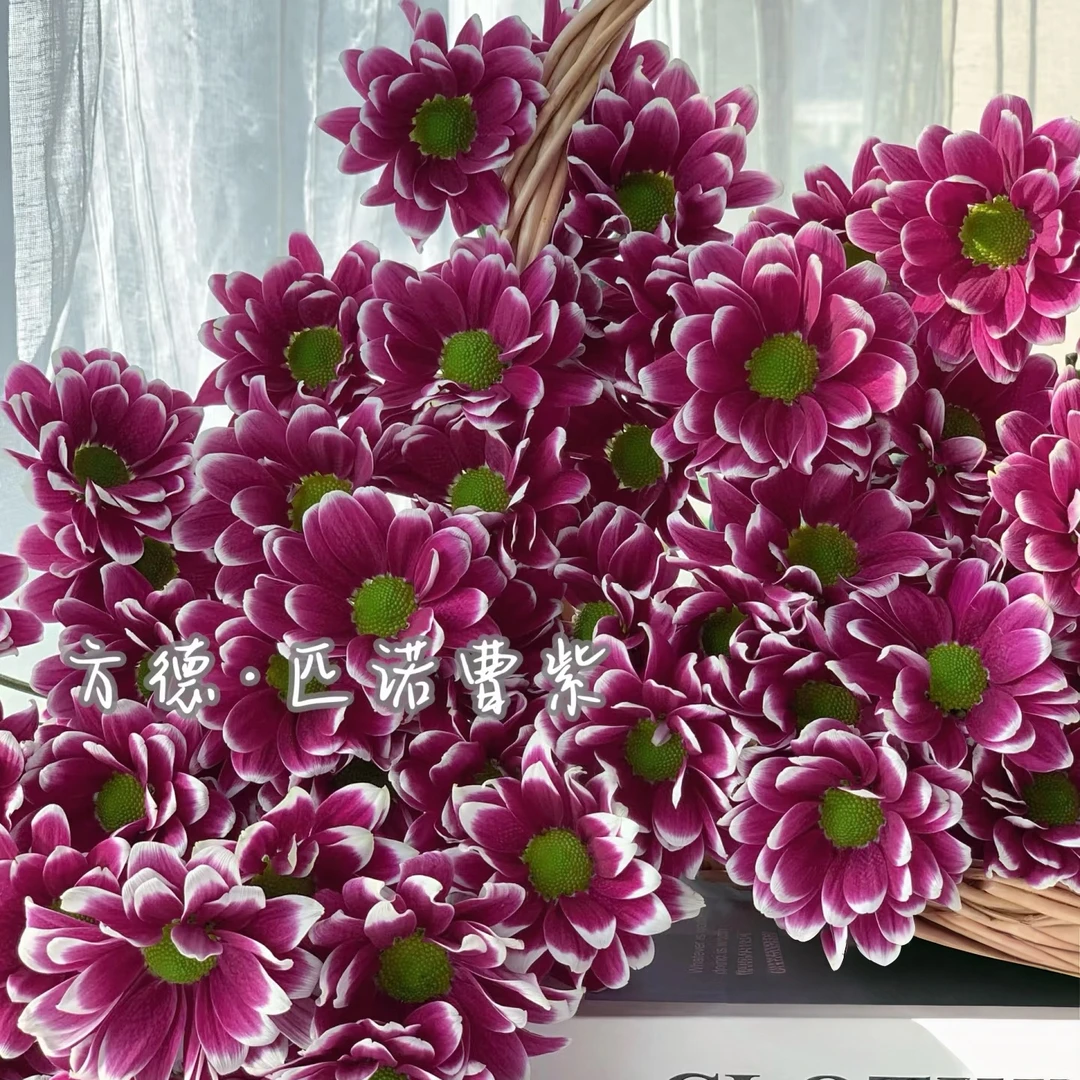 【一品花集】方德【匹诺曹紫】超稀有小菊