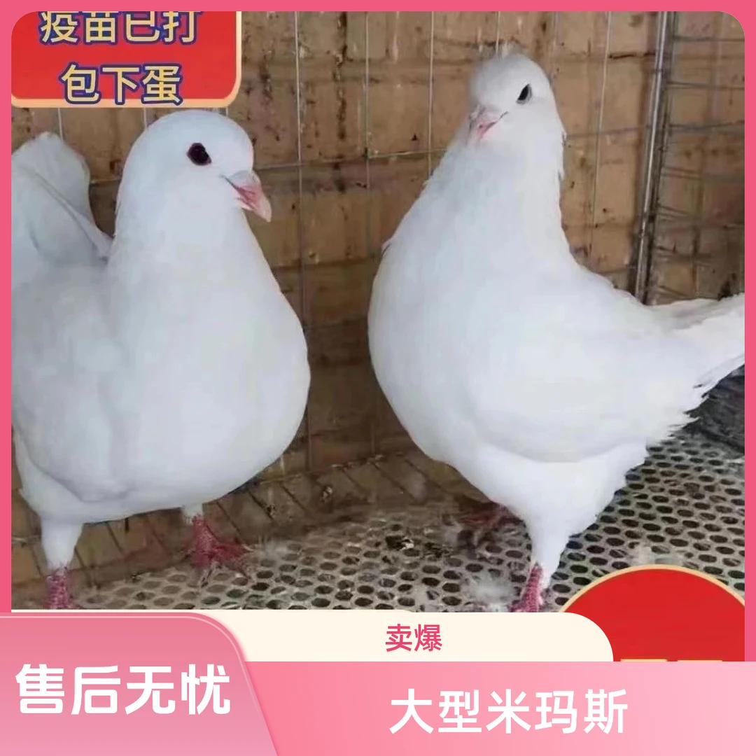 【大型米玛斯】大型元宝鸽白羽王银王红色黑色落地王米玛斯繁殖鸟窝
