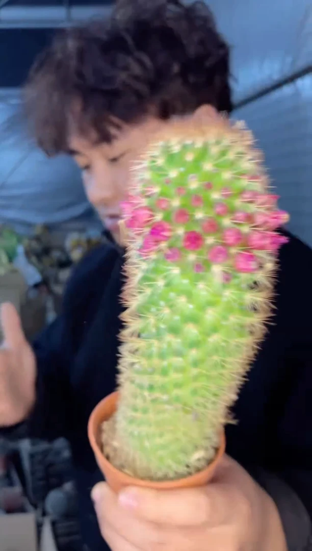 【闪购商品】2颗 红花锦丸 不指定带花苞