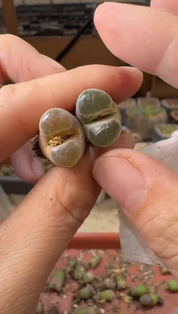 20-207多肉植物肉锥