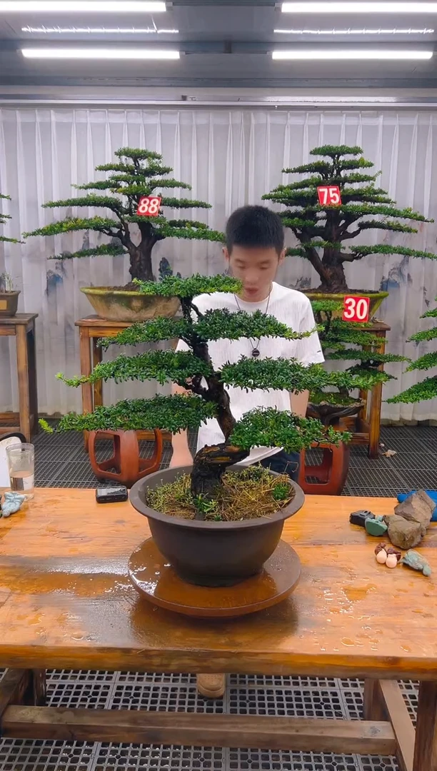 无花朵精品盆景直播间一物一拍
