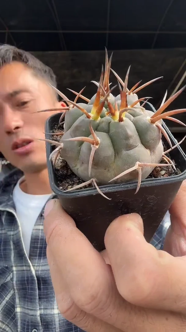 实生守金魔天龙39.99