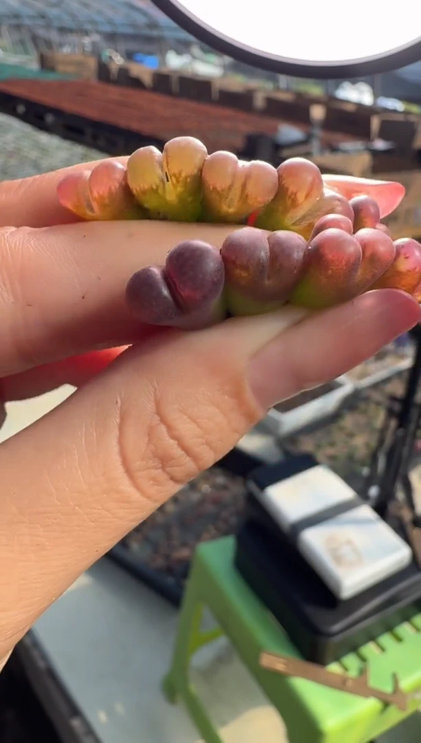 7-17多肉植物肉锥一颗