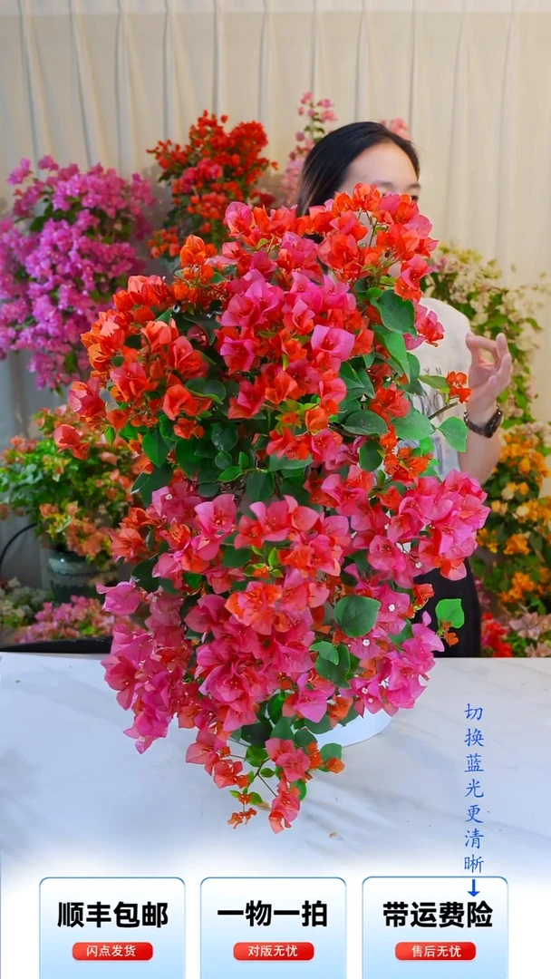 大部分开放少量花苞橙色精彩