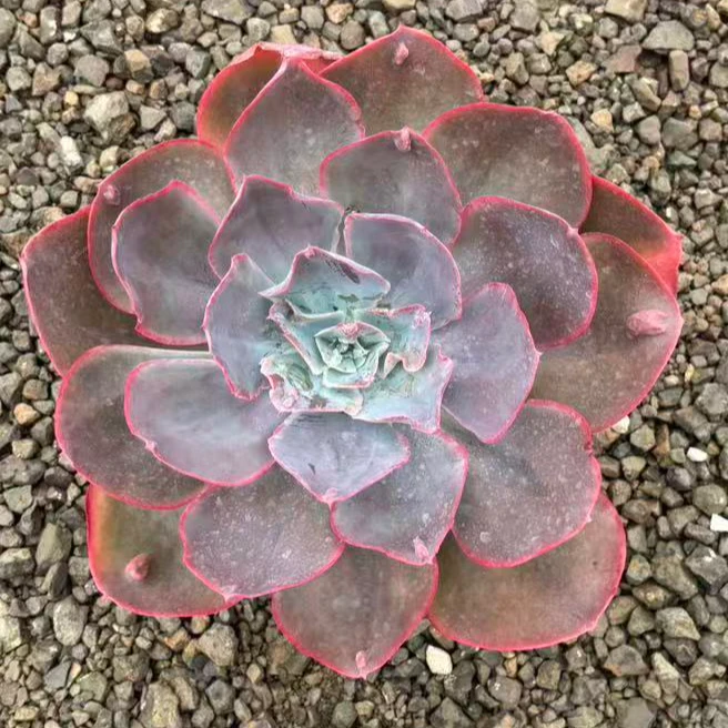天空之城多肉植物稀缺好养