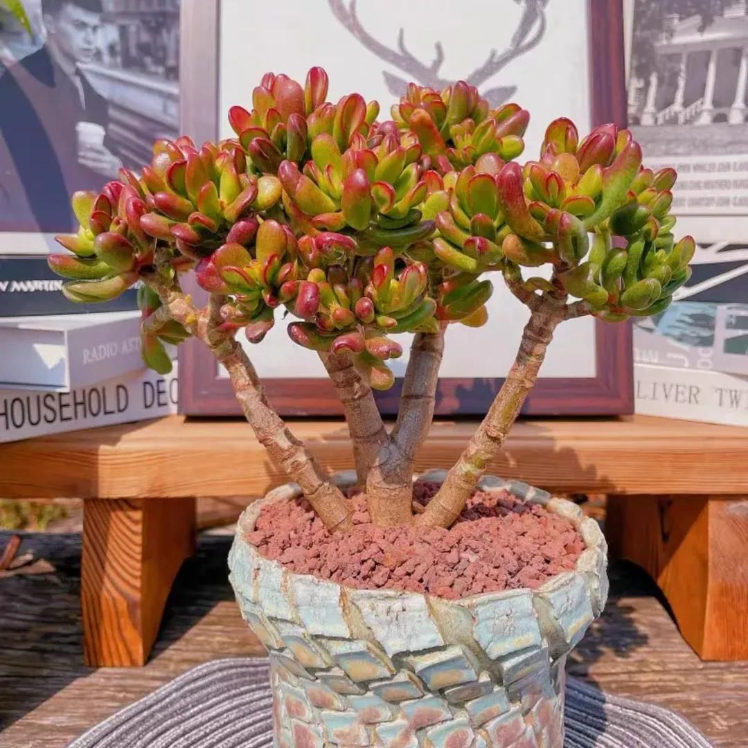 【招财猫】铲叶花月玉树多肉盆栽带盆带土栽好种好一单包邮多肉盆栽