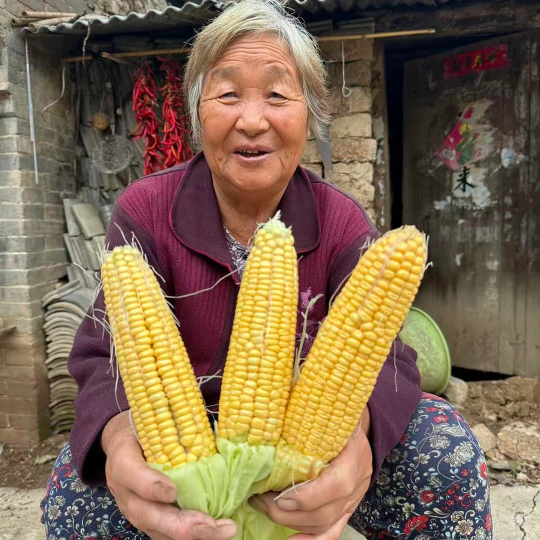 王妈妈专属黄玉米自家种植糯黄香甜玉米