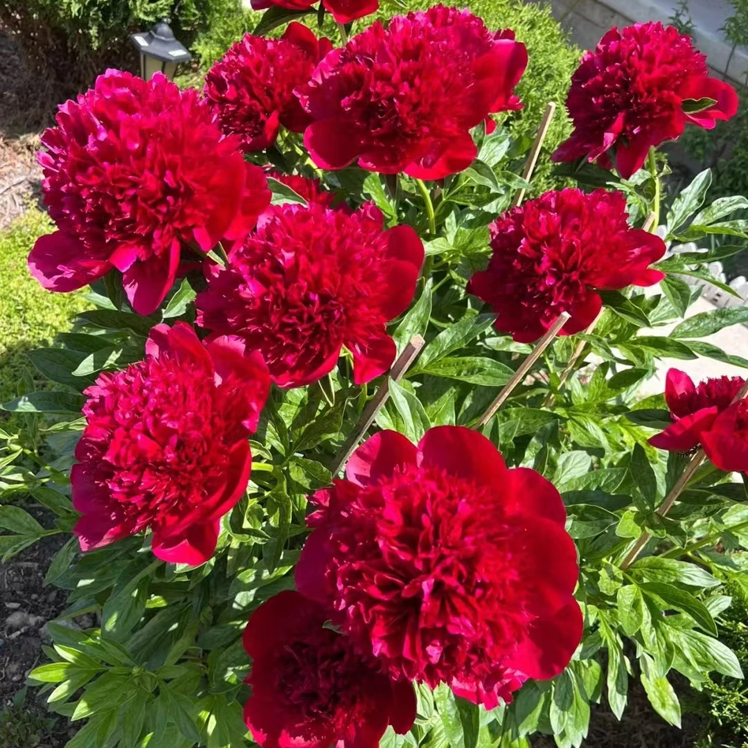 （带盆栽好发货）芍药分株花苗大花浓香千层重瓣芍药耐寒耐热花卉