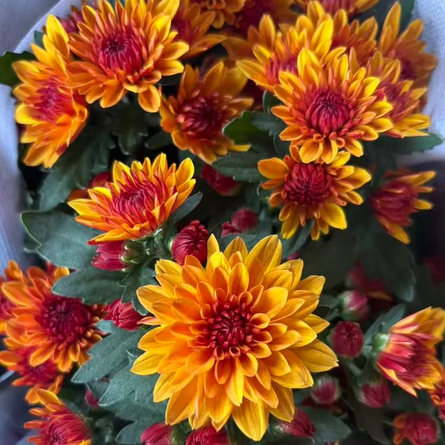 青铜水晶 荷兰菊花苗耐热花量大多季节开花新手易养护