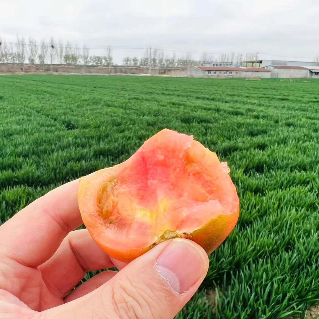 【顺丰包邮5斤】酵素草莓西红柿口感清甜果肉细腻八分甜2分酸适合所有人新鲜山东省