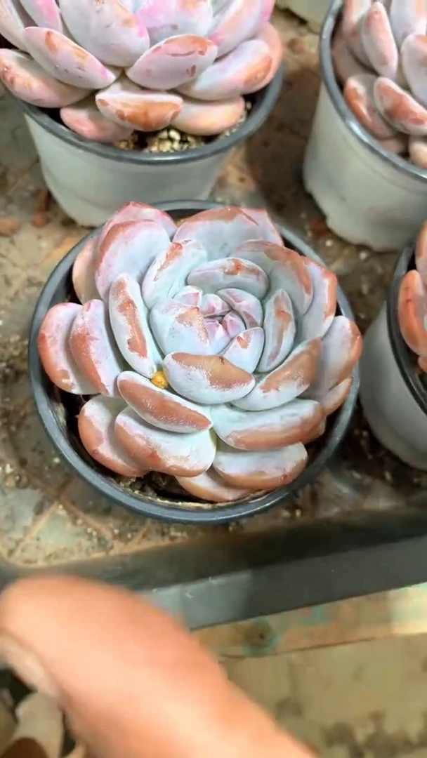 带盆土雪天使橙梦露2颗【2单包邮】