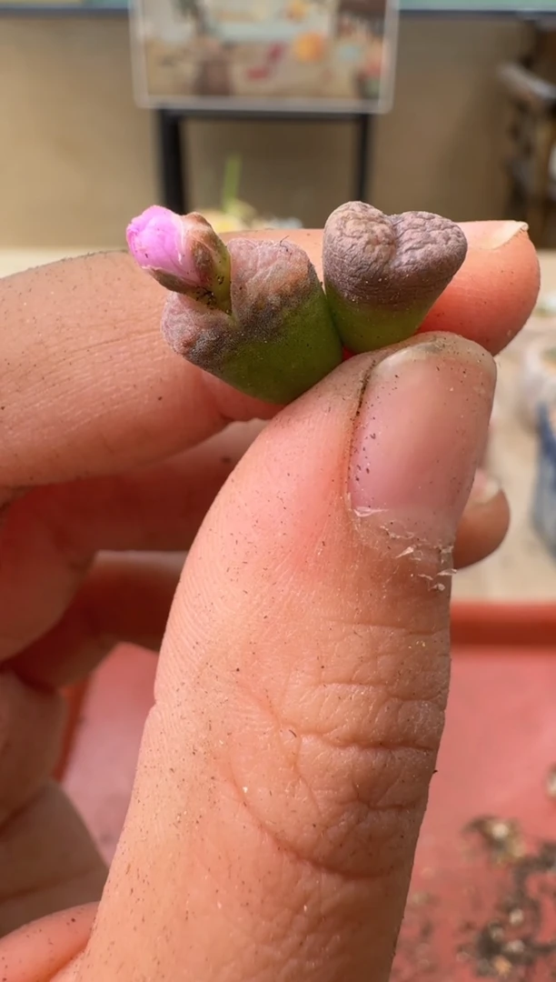 多肉植物肉锥22-34