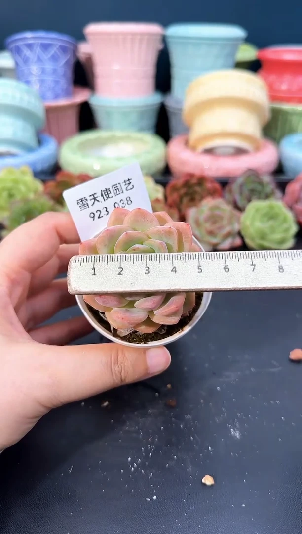 923-038佩瑜（冠幅5cm）