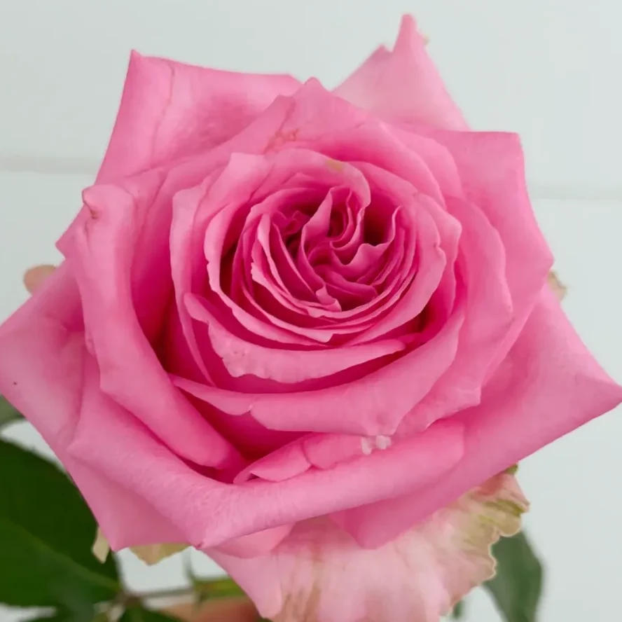 20支苏醒玫瑰 新鲜玫瑰花束云南基地直发家庭插花优选 昆明斗南