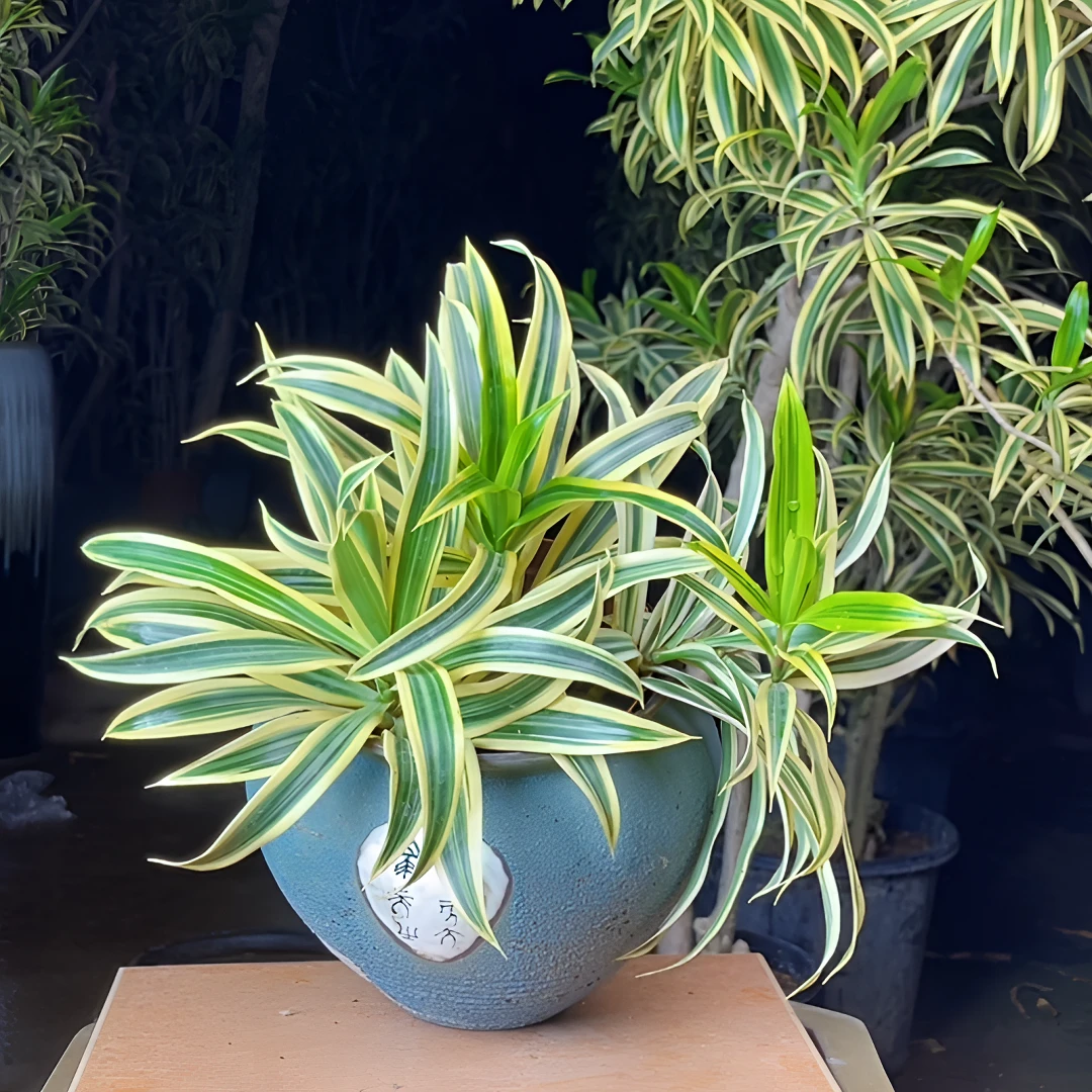 金边百合竹虎皮兰热植网红爆款盆栽室内绿植桌面阳台多肉庭院客厅