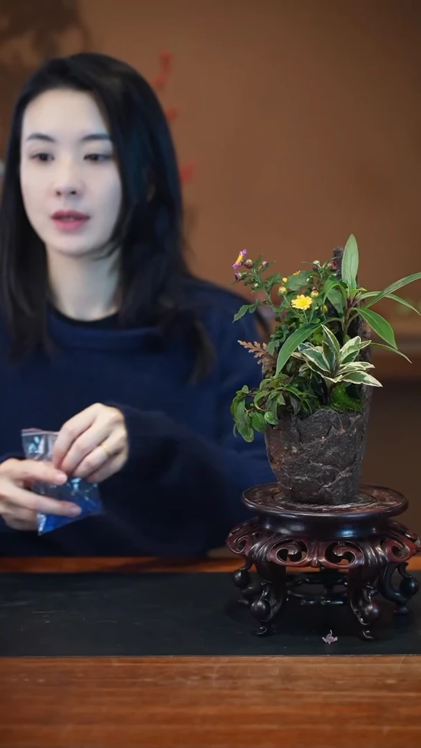 全部花朵山野草盆景盆景盆景