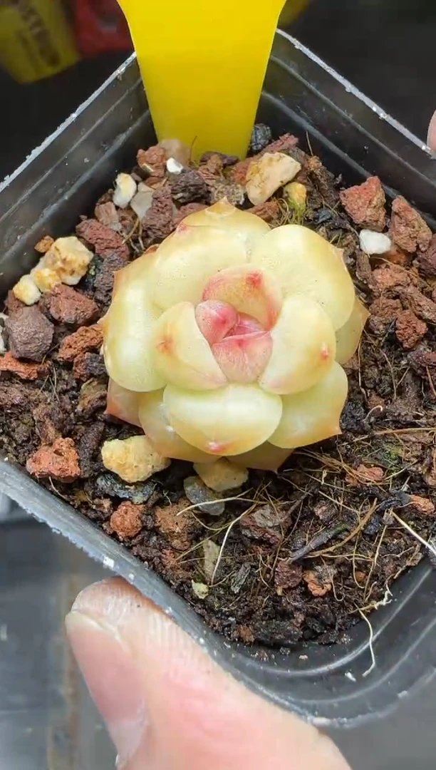 【闪购商品】一物一拍0217—102