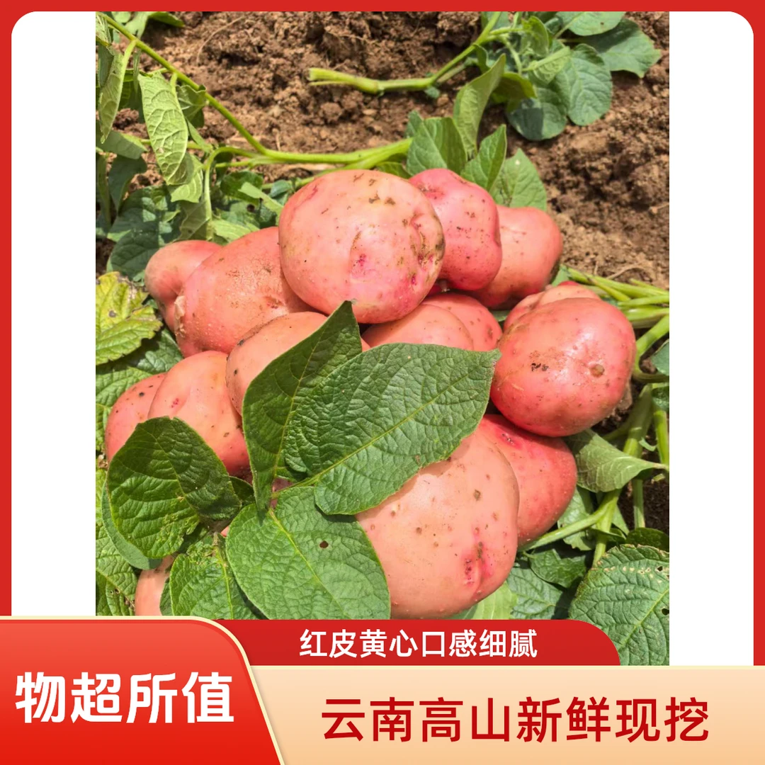 【新鲜】云南红皮黄心高山迷你小土豆现挖现发农家小土豆