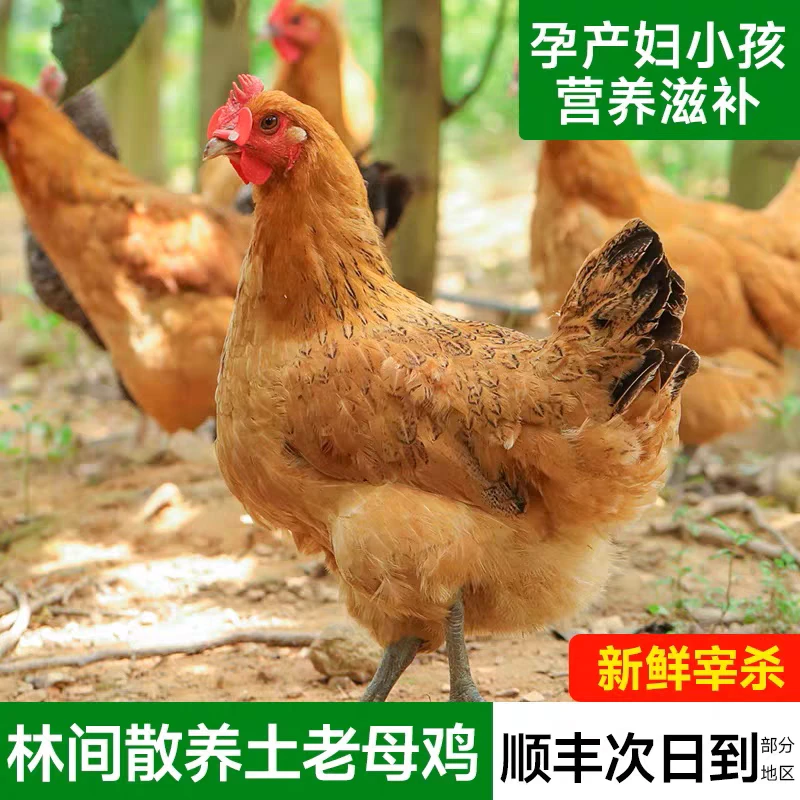 散养黄油老母鸡农家土鸡原粮饲养现杀2.3-2.6斤/1只