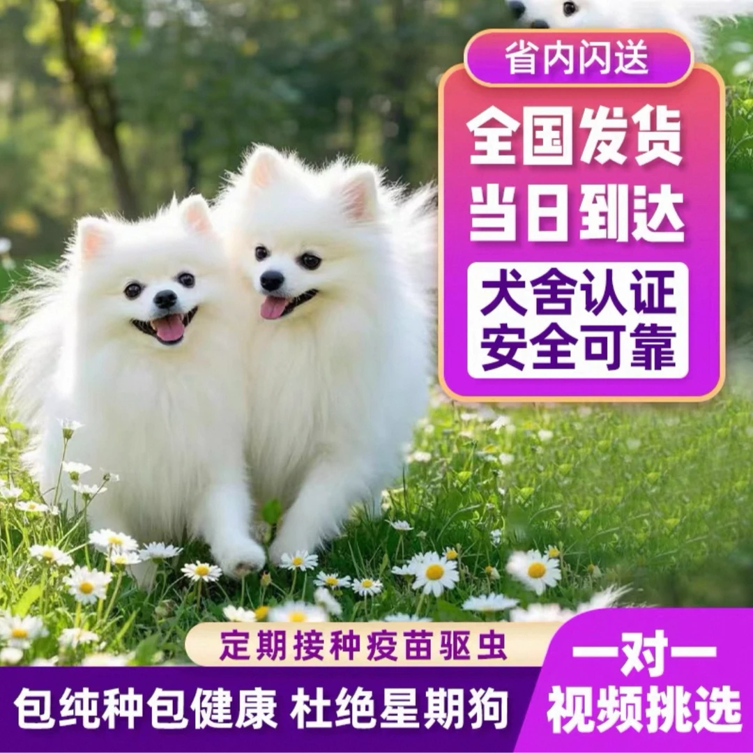 可爱博美活体公母可选  霁1