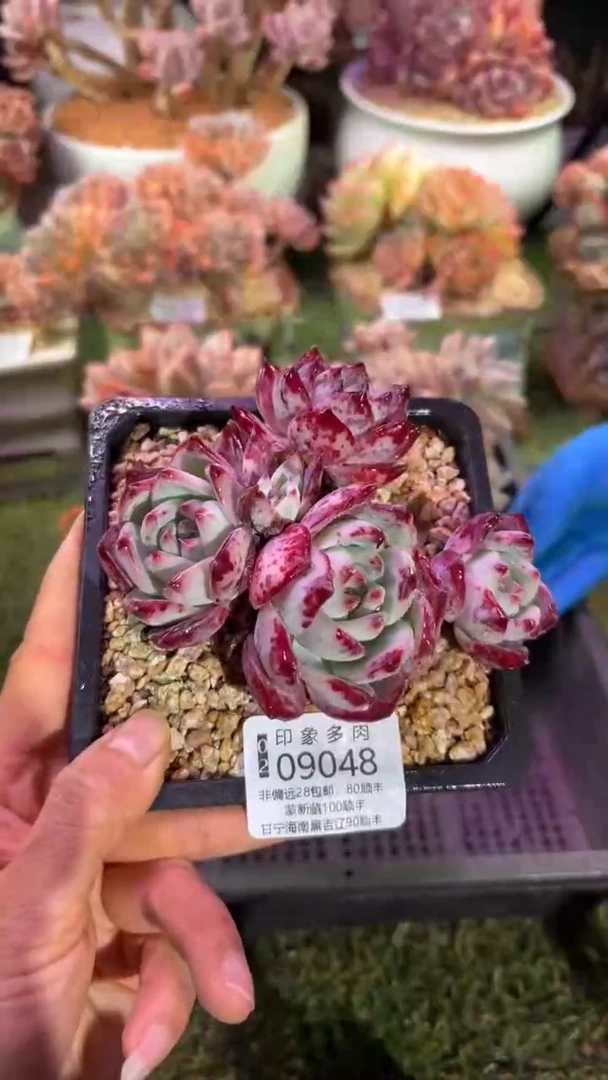 【闪购商品】09048