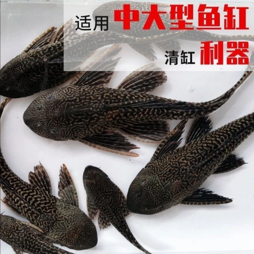 热带热带鱼清道夫工具清洁吸盘粪便清道夫清理鱼缸青苔工具鱼