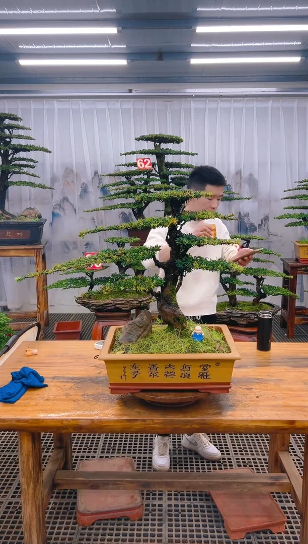 【闪购商品】紫砂精品盆景直播间一物一拍